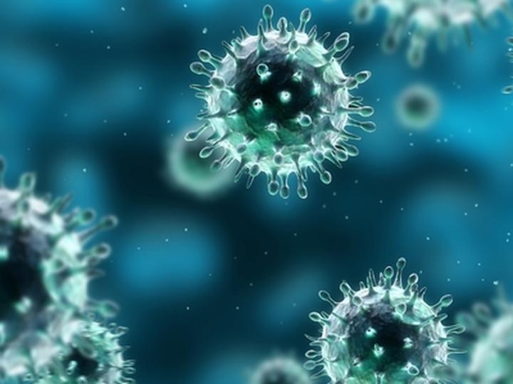 Bakterie wirusy grzyby