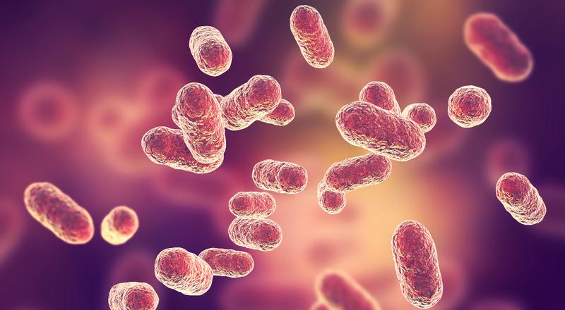 Rodzaje mikroorganizmów