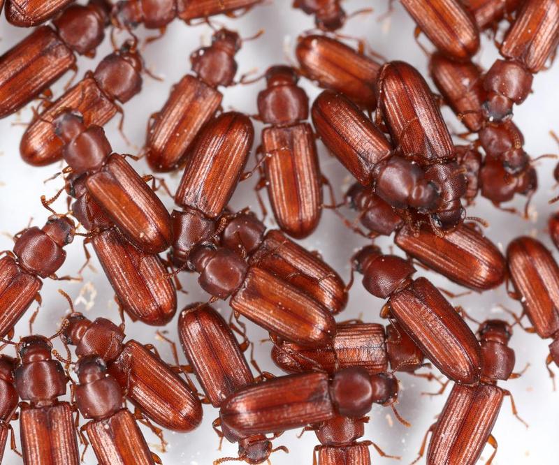 Jak rozpoznać ukryte zagrożenie pasożytami