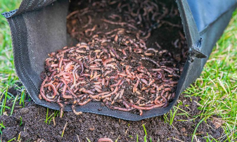 Objawy infekcji pasożytniczej u ludzi