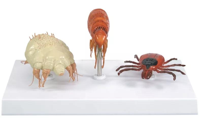 Rozpoznawanie pasożytów w kale