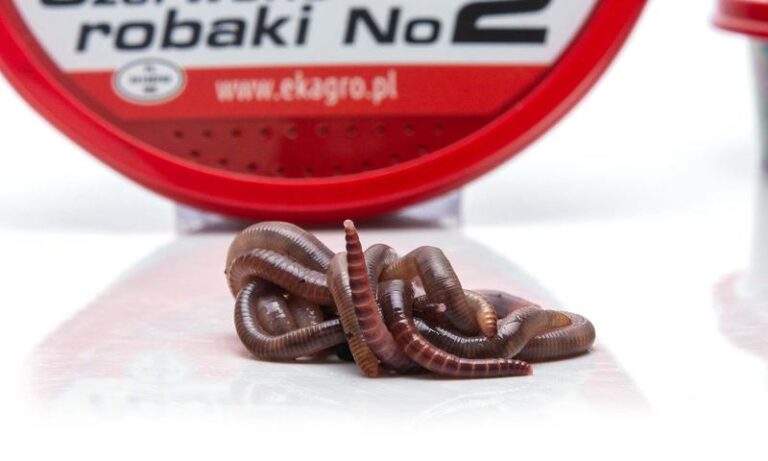 Czy masz robaki? 7 zaskakujących objawów infekcji u ludzi, które mogą cię zaskoczyć