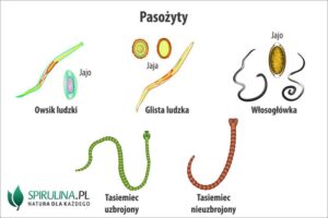 Jak rozpoznać pasożyty w kale? Objawy i skuteczne metody diagnostyczne