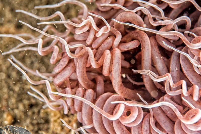 Badania na pasożyty u dziecka