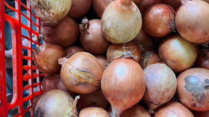 Cebula naturalny antybiotyk