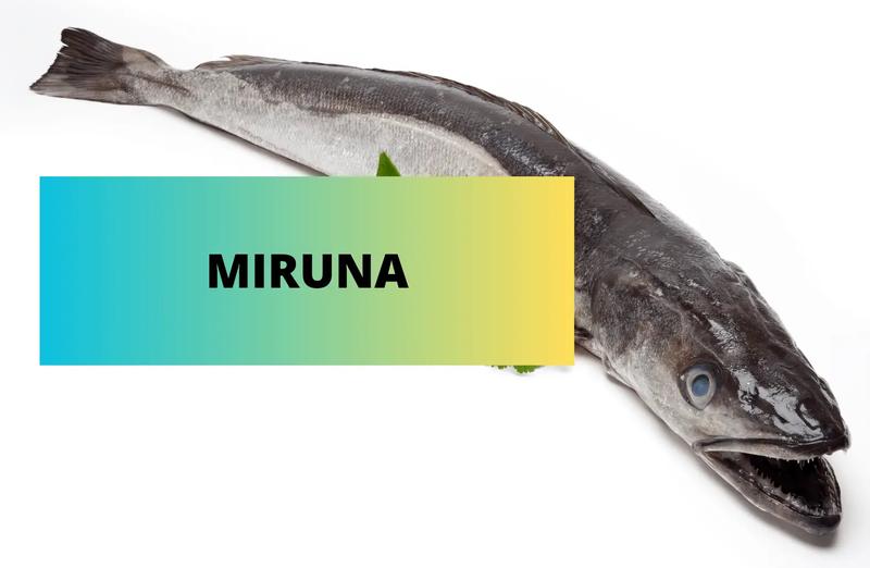 Miruna – odkryj zdrowotne tajemnice tej ryby i jej niezwykłe właściwości