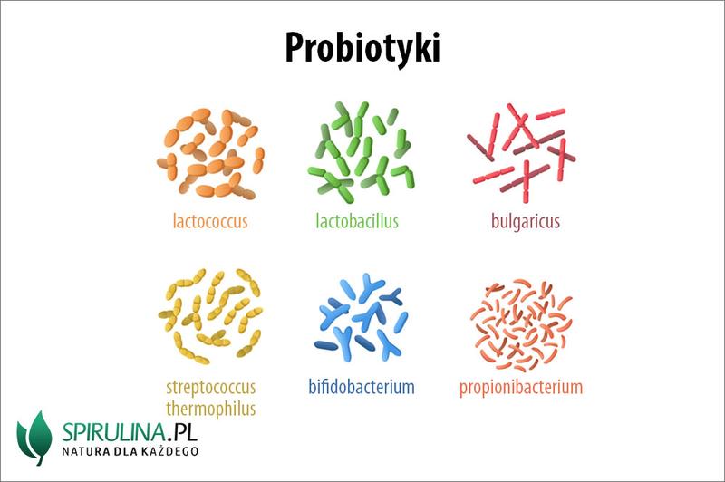 Probiotyki a antybiotyki
