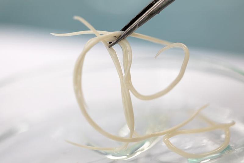 Wczesna diagnostyka pasożytów